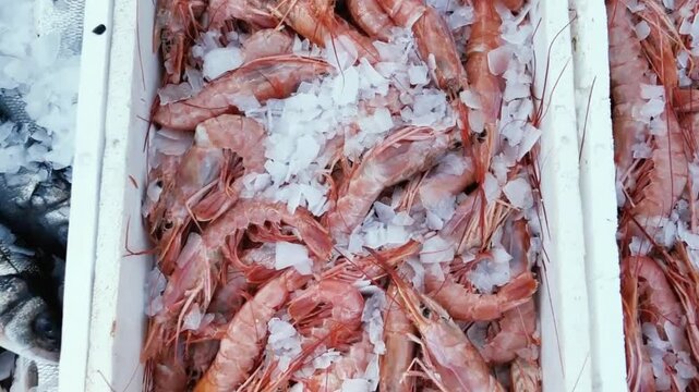 texture of shrimp