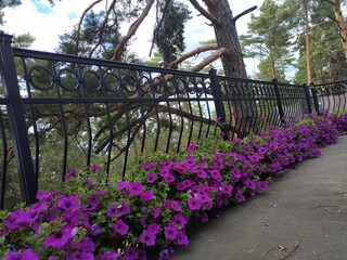 flowers in the park