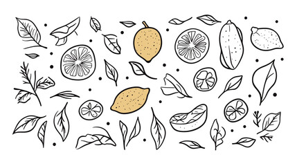 Line art illustration of a lemon, minimalist and clean vector design showcasing the fruit’s shape and texture with simple contours, fresh and natural style suitable for food, health, and organic theme