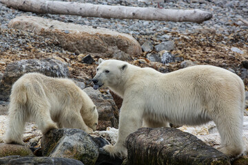 two polar bears whale carcass