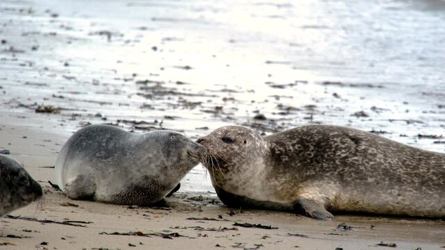 famili of seals on the beach, seal Phoca vitulina, resting on, Ytri Tunga Beach, Snaefellsnes Peninsula, West Iceland, Iceland