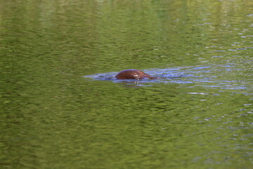 platypus