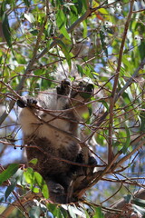 koala