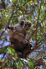 koala