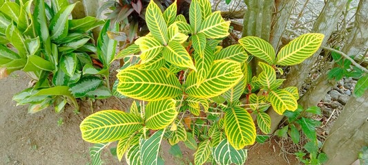 green fern in the garden