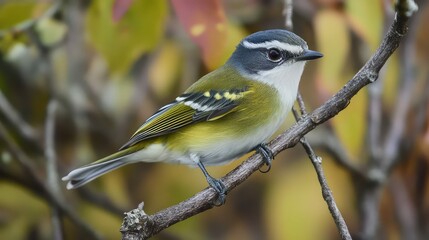 Obraz premium photography blue headed vireo