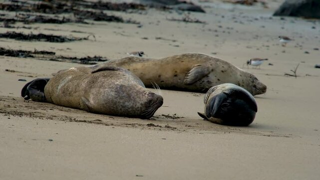 Harbor seal Phoca vitulina, resting on, Ytri Tunga Beach, Snaefellsnes Peninsula, West Iceland, Iceland