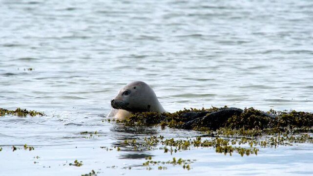 Harbor seal Phoca vitulina, resting on, Ytri Tunga Beach, Snaefellsnes Peninsula, West Iceland, Iceland