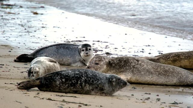 Harbor seal Phoca vitulina, resting on, Ytri Tunga Beach, Snaefellsnes Peninsula, West Iceland, Iceland, family of seals on the beach