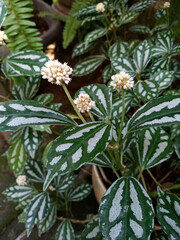 Pilea cadierei or aluminum plant is an annual herbaceous plant that has green oval leaves with silver spots on the leaves.