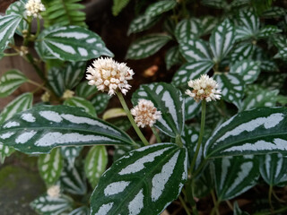 Pilea cadierei or aluminum plant is an annual herbaceous plant that has green oval leaves with...