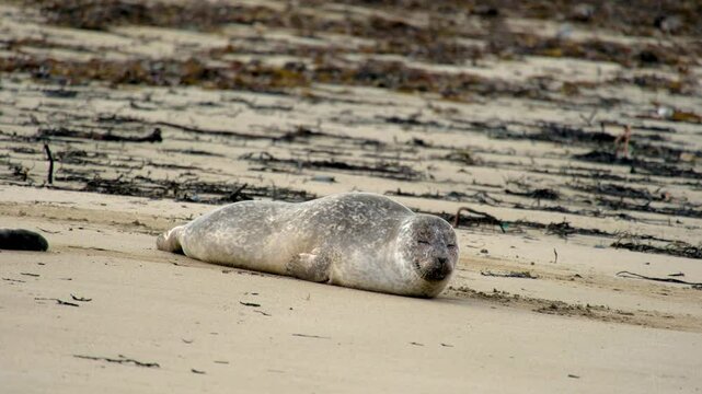 Seal resting on Ytri Tunga Beach, Snaefellsnes Peninsula, West Iceland, Iceland