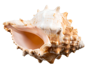 A magnificent conch shell showcases its intricate natural patterns and elegant spiral form.