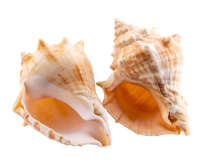Pair of marine conch shells reveals the captivating beauty of oceanic life and natural artistry.