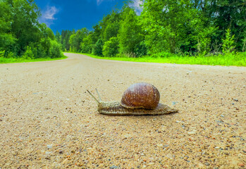 Snail crawls along a forest road. Land snail crawlimg on ground road. Snail crawls across the road.