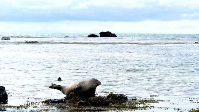 Harbor seal at Ytri Tunga Beach, Snaefellsnes Peninsula, West Iceland, Iceland