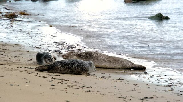 Harbor seal Phoca vitulina, resting on the Ytri Tunga Beach, Snaefellsnes Peninsula, West Iceland, Iceland