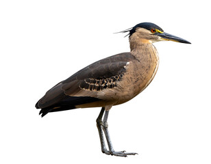 Obraz premium An elegant night heron stands poised, displaying its captivating yellow eyes and detailed plumage.