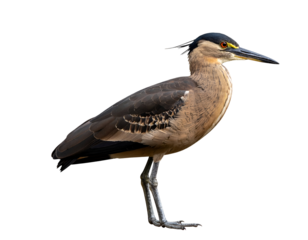 An elegant night heron stands poised, displaying its captivating yellow eyes and detailed plumage.