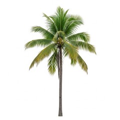 Summer Elements on White Background