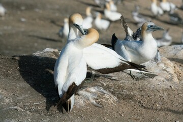 Gannets at the Muriwai Colony on Coastal Cliffs, New Zealand