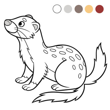 vector illustration of ferret coloring page
