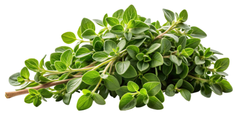 Fresh green oregano herb sprigs with small oval leaves and fuzzy stems arranged in a cluster isolated on transparent background