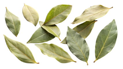 A collection of dried bay leaves scattered across a black background isolated on transparent background
