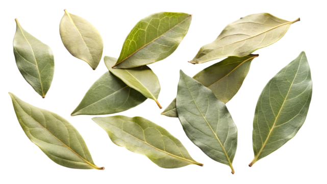 A collection of dried bay leaves scattered across a black background isolated on transparent background