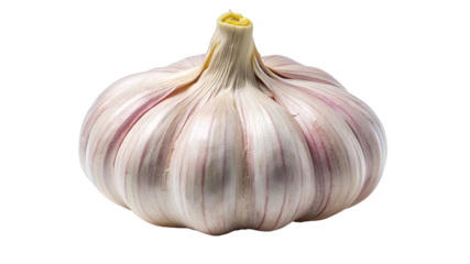 A single bulb of fresh garlic with purple streaks on its papery skin and a yellow stem isolated on transparent background