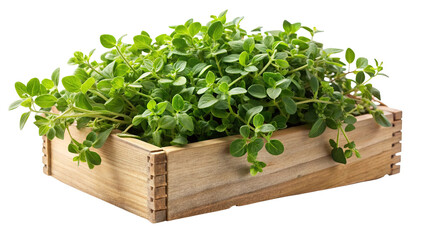 Naklejka premium Fresh green oregano herb plant growing in a rustic wooden crate isolated on transparent background