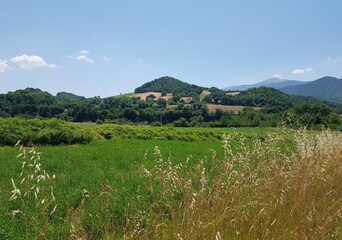 Summer landscape in the Tuscany (Italy) with green meadow