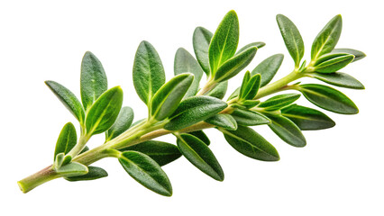 Obraz premium A close up macro shot of a fresh green thyme sprig with detailed leaves and stem isolated on transparent background