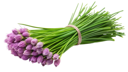 Fresh bunch of chives with purple flower buds tied with a rubber band isolated on transparent background