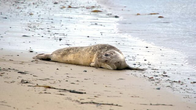 Harbor seal Phoca vitulina, resting on, Ytri Tunga Beach, Snaefellsnes Peninsula, West Iceland, Iceland