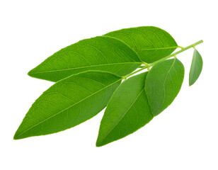 Fototapeta premium A vibrant cluster of fresh green leaves radiates natural beauty and organic vitality.