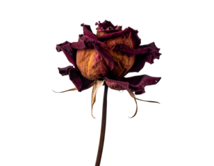 The deep hues of a dried rose reveal intricate textures and the quiet beauty of natural decay.
