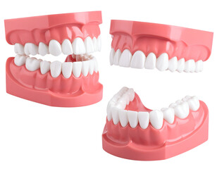 Three detailed anatomical models showcase healthy human teeth and gums for dentistry education and study