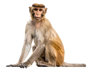 A brown macaque monkey sits calmly, gazing forward with curious eyes and a thoughtful expression.