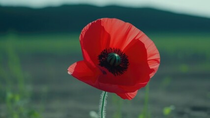 Red poppies on a field in spring, close-up of a large red flower,