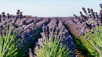Beautiful lavender fields on a sunny day. lavender blooming scented flowers. Field against the sky