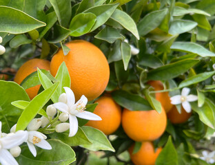 Valencian orange and orange blossoms. Spain.Spring