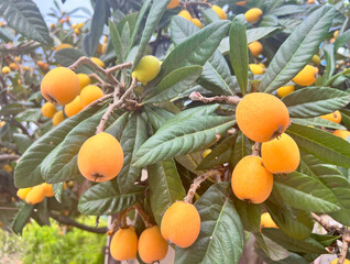 Loquat fruits (Eriobotrya japonica) . This ancient fruit rich in vitamins, minerals and anti-oxidants