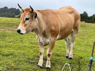 Asturian cows against a green meadow
