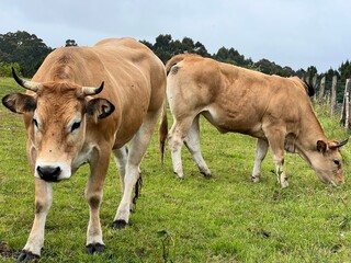 Asturian cows against a green meadow
