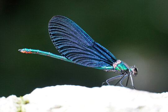 blue dragonfly sits on a stone insect nature macro Bulgaria