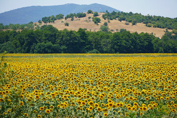 
sunflower field mountains sky yellow flowers seeds summer nature background