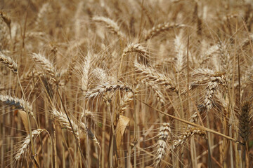 ripe wheat yellow ears cereal summer nature background texture