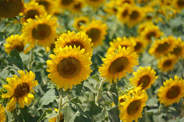 
sunflowers yellow flowers seeds field summer nature background texture