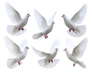 Fototapeta premium Six elegant white doves captured in various stages of flight, embodying purity and hope.